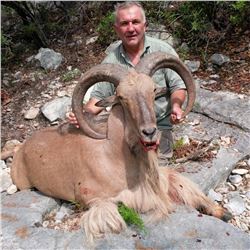West Texas Hunt Organziation: 3 Day Aoudad Hunt for 1 Hunter in Texas