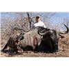 Image 2 : Marupa Safaris: 2 Hunters for 7 Days included 1 Sable and 1 Blue Wildbeest Bull