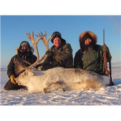 Canada North Outfitting: 4 Day Muskox & Caribou Hunt for 1 Hunter on Victoria Island