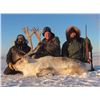 Image 1 : Canada North Outfitting: 4 Day Muskox & Caribou Hunt for 1 Hunter on Victoria Island