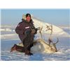 Image 3 : Canada North Outfitting: 4 Day Muskox & Caribou Hunt for 1 Hunter on Victoria Island