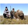 Image 5 : Canada North Outfitting: 4 Day Muskox & Caribou Hunt for 1 Hunter on Victoria Island