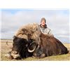 Image 6 : Canada North Outfitting: 4 Day Muskox & Caribou Hunt for 1 Hunter on Victoria Island