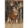 Image 1 : Major League Bucks: Celebrity Whitetail Hunt - 3 Day Whitetail Hun