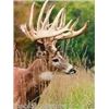 Image 2 : Major League Bucks: Celebrity Whitetail Hunt - 3 Day Whitetail Hun
