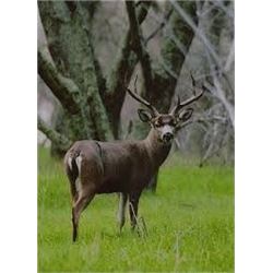 Kodiak Safaris: 5 Days/5 Nights unguided Blacktail deer hunt for 1 hunter