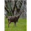 Image 1 : Kodiak Safaris: 5 Days/5 Nights unguided Blacktail deer hunt for 1 hunter