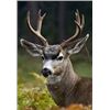 Image 2 : Kodiak Safaris: 5 Days/5 Nights unguided Blacktail deer hunt for 1 hunter