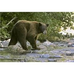 Mike Popps Nature Adventures: 7 Day Spring Bear Hunt, Turkey & Whitewater Rafting Adventures for 4 H