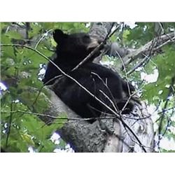 Wisconsin Bear Hunters Association: Wisconsin Governor's Bear Tag