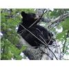 Image 1 : Wisconsin Bear Hunters Association: Wisconsin Governor's Bear Tag