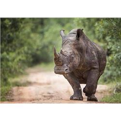 Zulu Nyala: Photo Safari for 2 People for 6 Days/6 Nights in South Africa