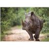 Image 1 : Zulu Nyala: Photo Safari for 2 People for 6 Days/6 Nights in South Africa