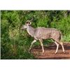 Image 2 : Zulu Nyala: Photo Safari for 2 People for 6 Days/6 Nights in South Africa