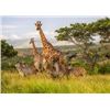 Image 3 : Zulu Nyala: Photo Safari for 2 People for 6 Days/6 Nights in South Africa