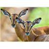 Image 4 : Zulu Nyala: Photo Safari for 2 People for 6 Days/6 Nights in South Africa