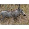 Image 5 : Zulu Nyala: Photo Safari for 2 People for 6 Days/6 Nights in South Africa