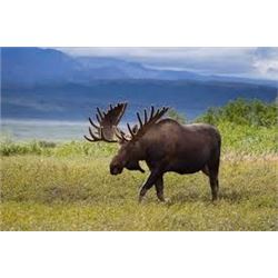 The Sporting Trader - Worldwide Safaris: 10 Day Alaskan Moose or Grizzley Bear for 1 Hunter in Alask