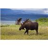 Image 1 : The Sporting Trader - Worldwide Safaris: 10 Day Alaskan Moose or Grizzley Bear for 1 Hunter in Alask