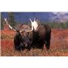 Image 2 : The Sporting Trader - Worldwide Safaris: 10 Day Alaskan Moose or Grizzley Bear for 1 Hunter in Alask