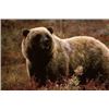 Image 3 : The Sporting Trader - Worldwide Safaris: 10 Day Alaskan Moose or Grizzley Bear for 1 Hunter in Alask