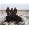 Image 1 : Ides Guides & Buffalo Hides - Trophy Bison Hunt for 1 Hunter in South Dakota