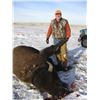 Image 2 : Ides Guides & Buffalo Hides - Trophy Bison Hunt for 1 Hunter in South Dakota