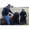 Image 3 : Ides Guides & Buffalo Hides - Trophy Bison Hunt for 1 Hunter in South Dakota