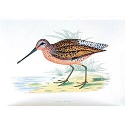 Morris, Beverley Robinson, British Game Birds and Wildfowl, London, Groombridge and Sons., [n.d.]...
