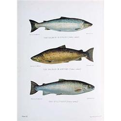 Maxwell, Herbert, British Fresh-Water Fishes, London, Hutchinson & Co., 1904, 8o (250 x 185mm.),...