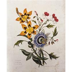 Lawrance, Mary, Sketches of Flowers from Nature, London, Lewis and Co., for the Author, 1801, 4o...