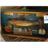 Image 1 : Rainbow Trout In Display Case