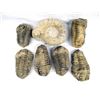 Image 1 : Collection of Trilobite and Ammonite Fossils