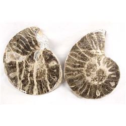 Natural Ammonite Specimen