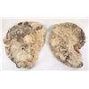 Image 2 : Natural Ammonite Specimen