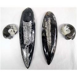 Orthoceras and Ammonite Fossil Specimens