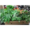 Image 1 : 8 ARTIFICIAL PLANTS (SMALL)
