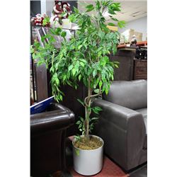 6' HOUSE PLANT