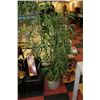 Image 1 : 6' HOUSE PLANT
