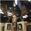 Image 1 : NORTH AMERICAN MOOSE ANTLERS WITH SKULL
