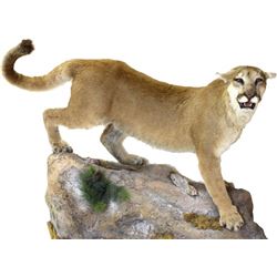 Large full mount maintain lion from New Mexico