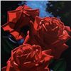 Image 2 : Magenta Roses by  Brian Davis