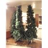 Image 3 : CHRISTMAS TREES ON STANDS (3)