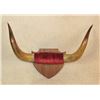 Image 1 : Set of Longhorns