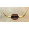 Image 1 : Set of Longhorns