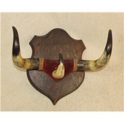 Wall Plaque of Longhorns