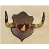 Image 1 : Wall Plaque of Longhorns