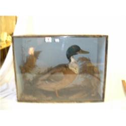 CASE WITH STUFFED MALLARD DUCK...