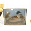 Image 1 : CASE WITH STUFFED MALLARD DUCK...