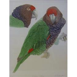 BUTTERWORTH, E, (ILLUSTRATOR),  LOW, R, (text) 'Amazon Parrots', 1983, Basilisk Press folio in si...